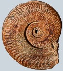 Ammonite