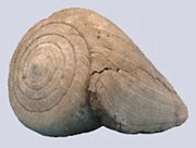 Conus