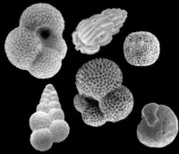 Foraminiferi planctonici