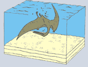 fossilizzazione 2