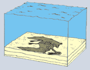 fossilizzazione 3
