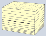 fossilizzazione 5