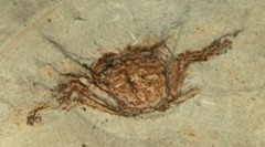 Granchio