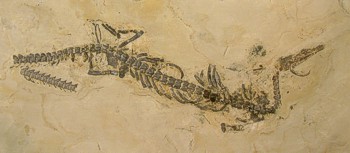 Mesosaurus