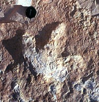 Impronta di dinosauro