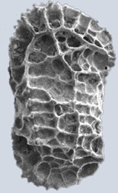Ostracode