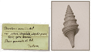 Pleurotoma monilis con cartellino originale