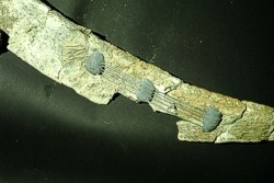 recupero balena 3