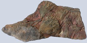 Crinoidi