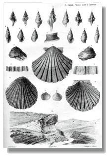 Tavola illustrativa alla monografia "Cenni geologici sul Pliocene antico di Castrocaro"