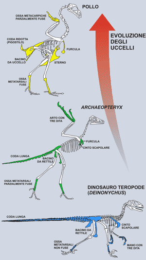 Evoluzione degli Uccelli